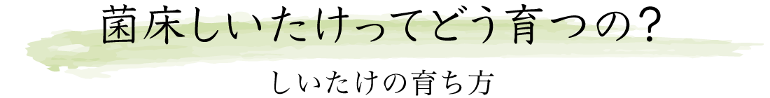 菌床しいたけってどう育つの？（しいたけの育ち方）