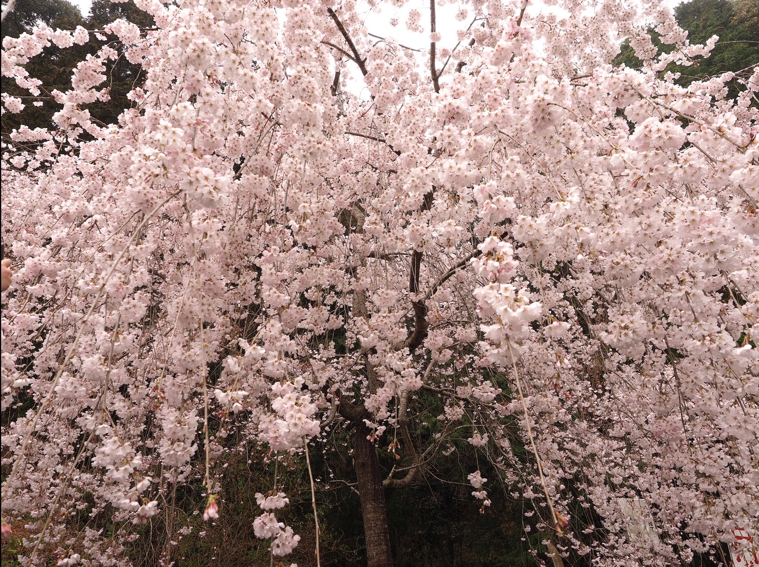 圧巻！神山しだれ桜 | 真心活動情報 | 大きさと肉厚さが自慢の神山